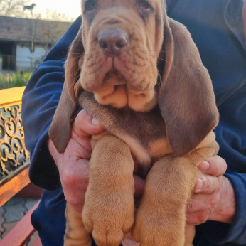 bloodhound