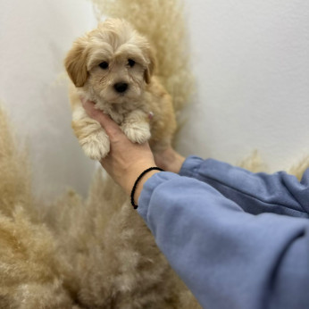 Maltipoo kölykök