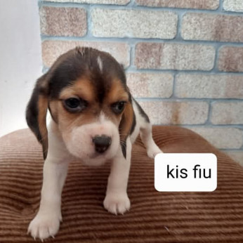 Petőfi utca 12
