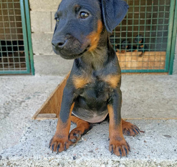 Német vadászterrier kölykök