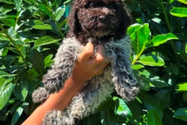 Lagotto Romagnolo kölykök