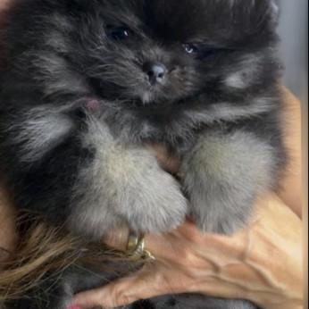 Pomerániai spitz kölykök
