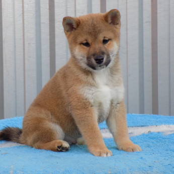 shiba inu