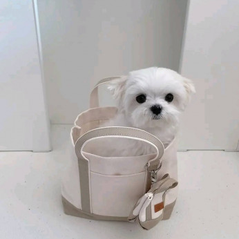 Beautiful Maltese puppies... Business WhatsApp: +37256348129