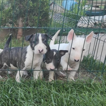 Bullterrier kölykök