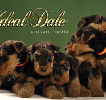 Airedale terrier GYÖNYÖRŰ kutyusok