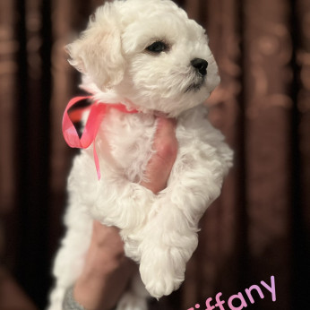 Bichon Frise kölykök