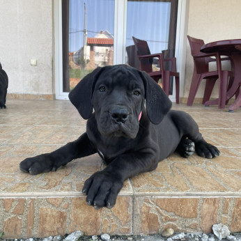 Afrikai Boerboel
