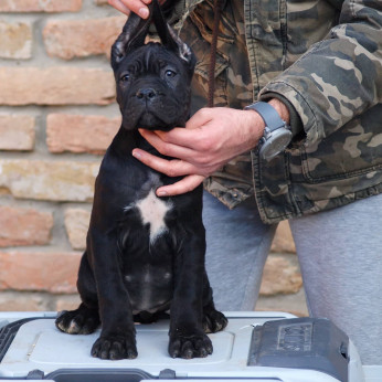 Cane Corso kiskutyák eladók