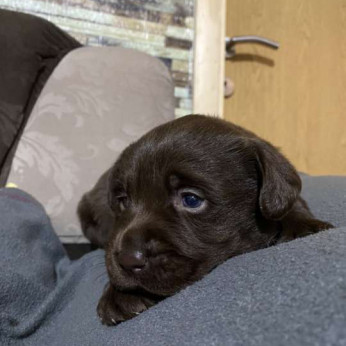 Labrador retriever kölykök