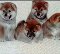 Shiba inu kölykök