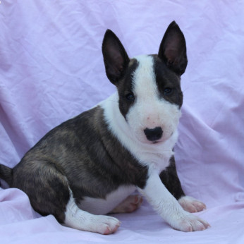 Mini Bull Terrier – Gyönyörű kölykök