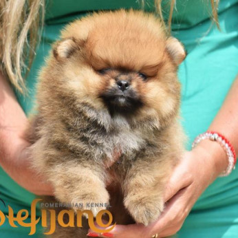 Pomeranian Boo kölykök