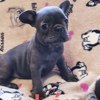 Francia bulldog kiskutyák
