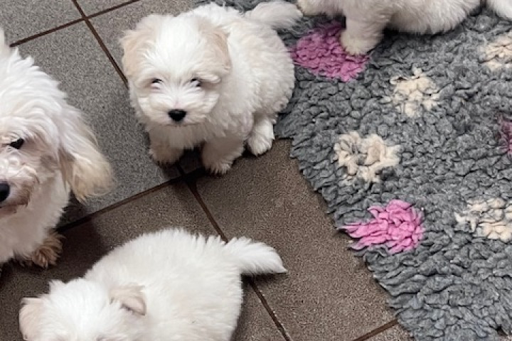 Coton de tulear pamutkutya ritka bichon kiskutyák