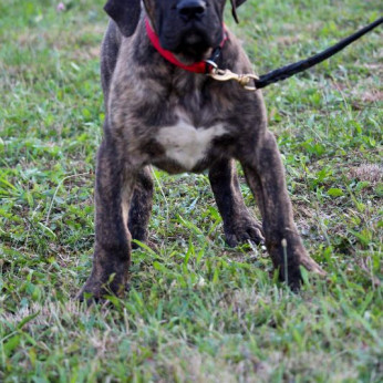Presa Canario gyönyörű kiskutyák