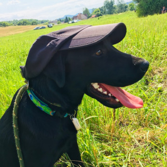 Labrador retriever kiskutyák