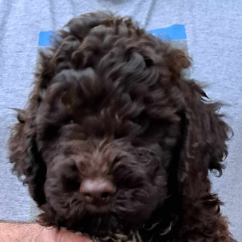 Lagotto Romagnolo kölykök