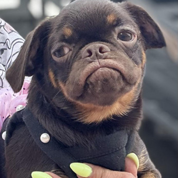 Petit Brabancon és Griffon kölykök