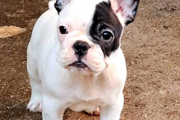 Francia bulldog – gyönyörű kölykök