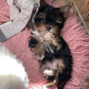Yorkshire terrierek (Yorkie) - kölykök