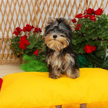 Yorkshire terrierek (Yorkie) - kölykök