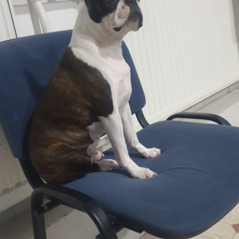 Boston terrier kölykök