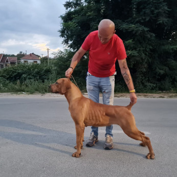 Dél-afrikai masztiff - Boerboel kölykök