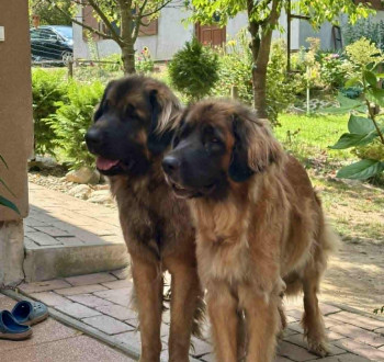 Leonbergi jellegű kölykök új családot keresnek