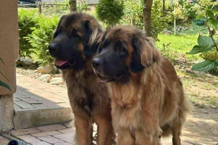 Leonbergi jellegű kölykök új családot keresnek