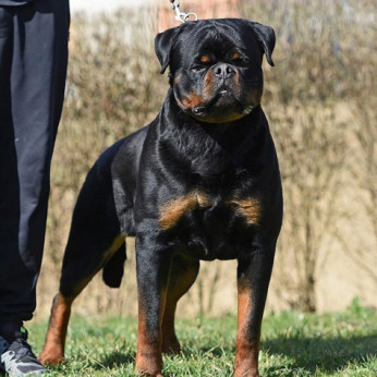 A ROTTWEILER legjobb alomja