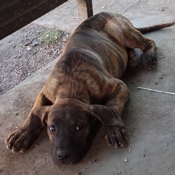 Presa Canario kiskutyák eladók