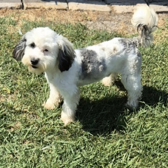 Maltipoo kölykök