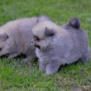 Pomerániai spitz kölykök