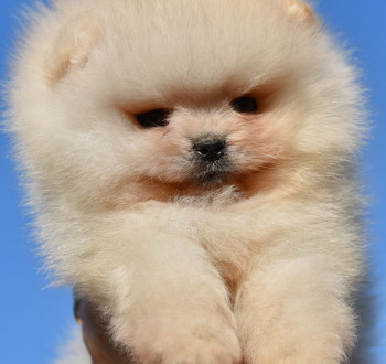 Pomerániai Boo kölykök