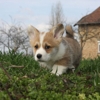 Pembroke walesi corgi kölykök