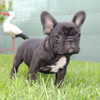 Francia bulldog FCI