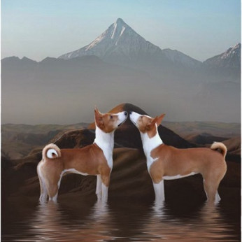 Basenji kölykök
