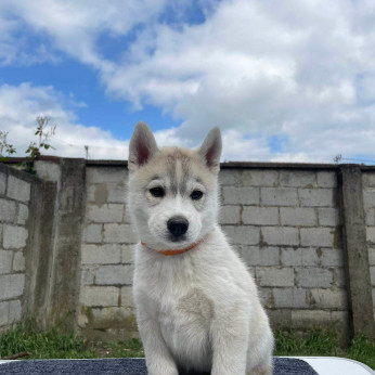 SZIBÉRIAI HUSKY kölykök