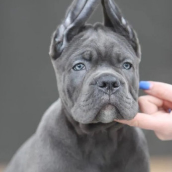 Cane Corso kölykök
