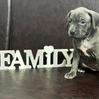 Amerikai pitbull terrier kölykök