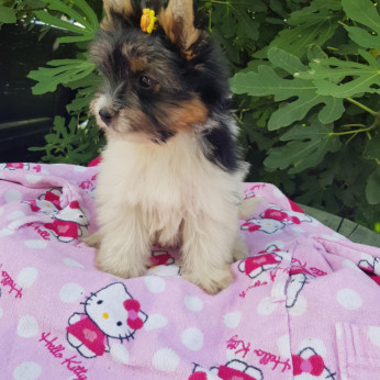 Biewer yorkshire yorki kislány 3 x oltva gazdit keres!