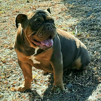 Angol bulldog kölyökkutya