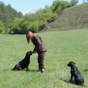 Labrador retriever kiskutyák