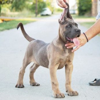 Cane Corso kölykök eladók