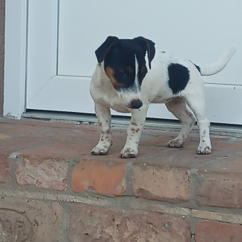 jack russel