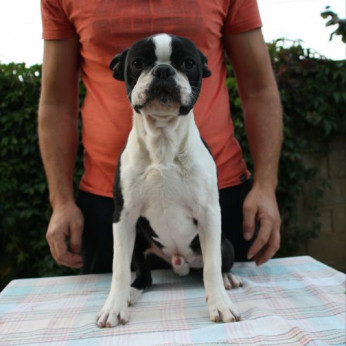 Boston terrier kölykök