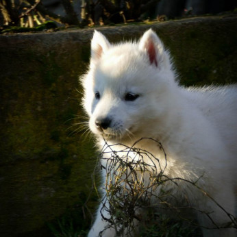 szibériai husky kölykök