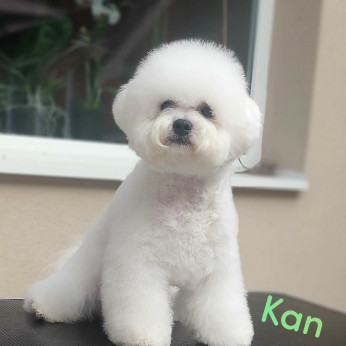 Bichon Frise kölykök