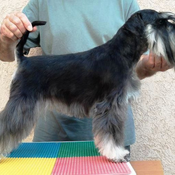 Miniatűr schnauzer Kislány kölyök - Törpeschnauzer